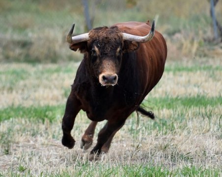 Жена е с опасност за живота след нападение от бик край Самоков