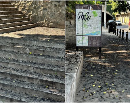 Парадокс! Стотици черници цапат Пловдив- незаконно е да се садят, но и да се секат