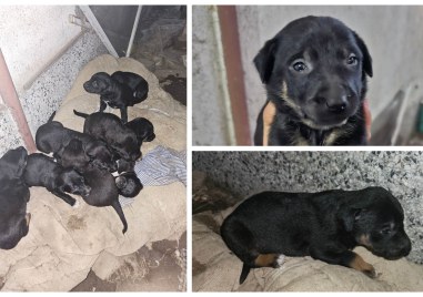 9 малки кученца спешно търсят дом и любящи стопани Животинките