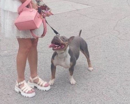 Питбул нахапа 7-годишно дете в Пловдив