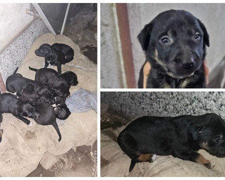 Спешно търсят дом и любящи стопани за 9 малки кученца