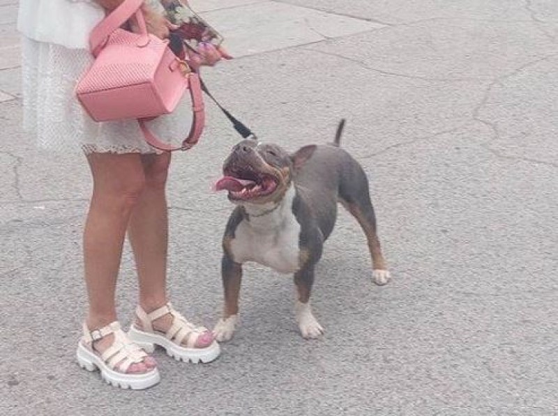 Куче е нахапало дете в Пловдив. По първоначална информация инцидентът
