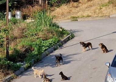 Глутница безпризорни кучета притеснява асеновградчани в кв Долни Воден За ситуацията
