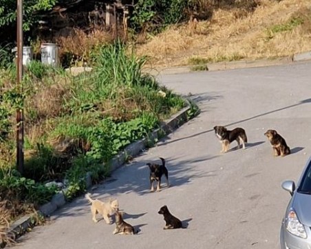 Глутница кучета тормози жители на Асеновград, скочиха на 4-годишно дете