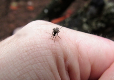 Пръскането срещу комарите продължава макар и по нищо да не