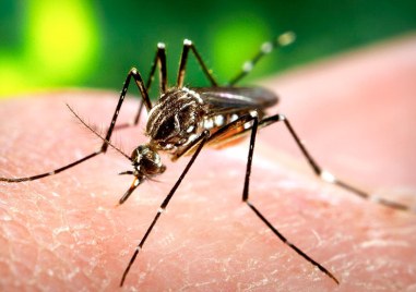 Пет случая на малария са потвърдени във Флорида и Тексас