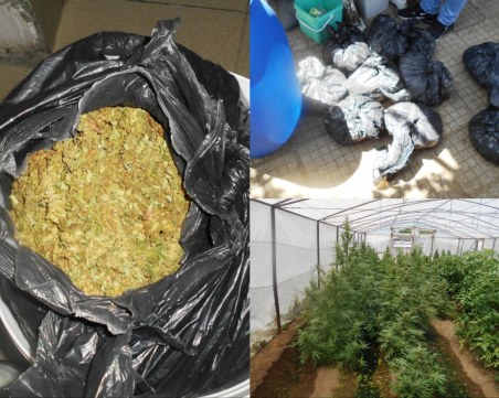 В рамките на една седмица: Разбиха втора оранжерия за канабис край Пазарджик