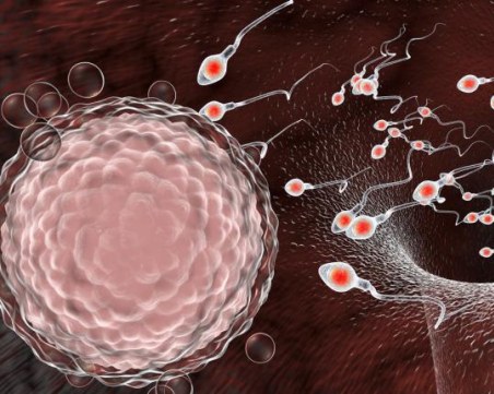Затлъстяването може да доведе до липса на овулация и изчерпан яйчников резерв