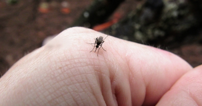 Пръскането срещу комарите продължава, макар и по нищо да не