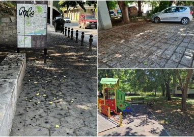 Oпадали плодове от черници по улиците в Пловдив продължават да