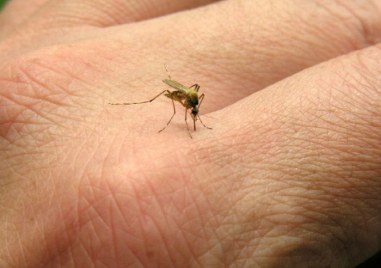 Ухапванията от комари често се проявяват с разширена зона на
