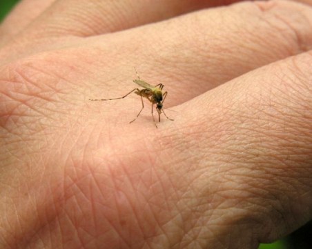 Кога ухапването от комар предизвиква инфекция на кожата?