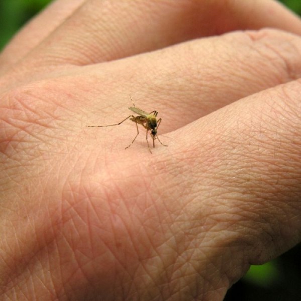 Ухапванията от комари често се проявяват с разширена зона на