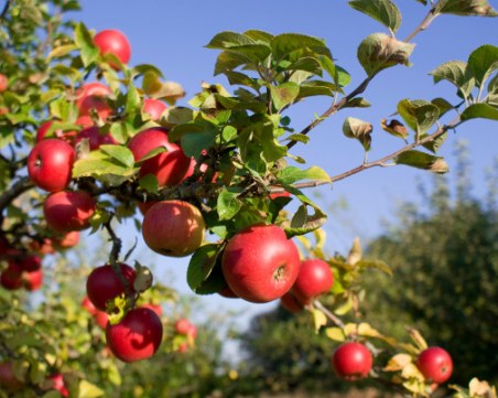 Производител на ябълки от Пловдивско: 80-90% от реколтата е унищожена