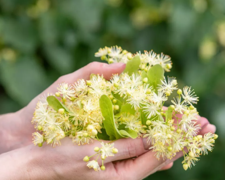 Липите и през новата седмица ще причиняват дискомфорт на алергичните