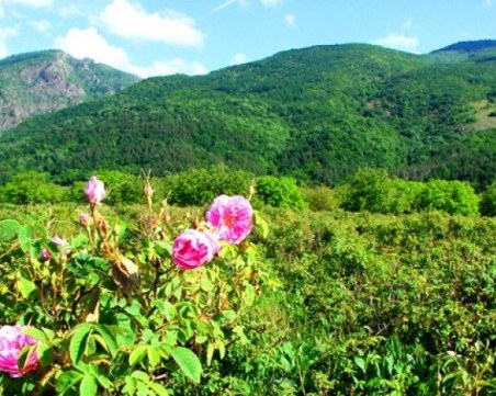 Съветът на ЕС прие позицията в защита на производителите на етерични масла в България