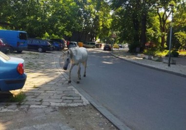 Бял кон по асфалтова улица в Пловдив изненада местните жители