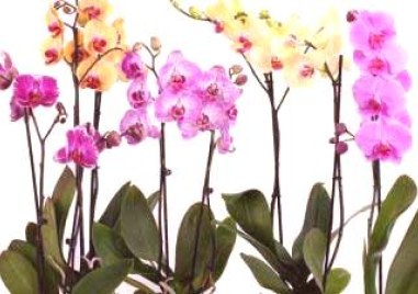 Орхидеите са известни с това че трудно се отглеждат и
