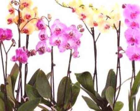 Как да отглеждаме правилно орхидея?