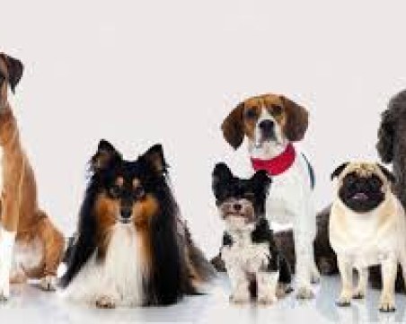 Кое куче получи награда за най-грозно в света?