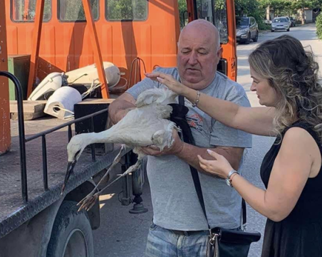 Щъркел падна от гнездото си в Стамболийски, спасиха го