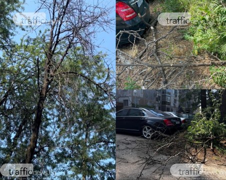След множество сигнали: Клон на изсъхнало дърво се стовари върху нов автомобил в Тракия
