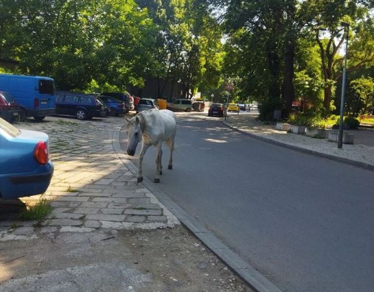 Бял кон по асфалтова улица в Пловдив изненада местните жители.