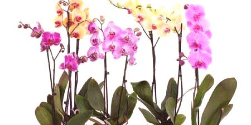 Орхидеите са известни с това, че трудно се отглеждат и