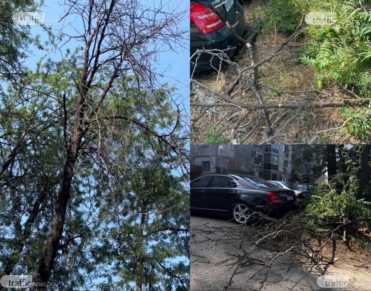 След множество сигнали: Клон на изсъхнало дърво се стовари върху нов автомобил в Тракия