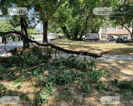 Опасно! Клон се стовари на метри от детска площадка в Пловдив