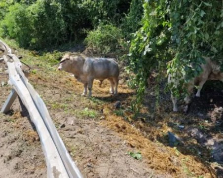 Камион с 50 крави и телета се преобърна в дере