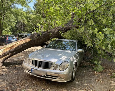 Дърво се стовари върху паркирана кола в Пловдив