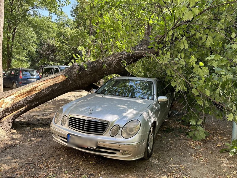 Дърво се стовари върху паркирана кола в Пловдив