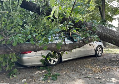 Собственикът на смачканата от паднало дърво кола в Пловдив ще
