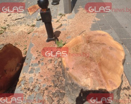 Изсичат чинари на бул. 