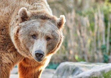 Италиански съд спря изпълнението на решение кафява мечкада бъде умъртвена след като
