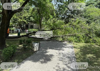 Голямо дърво е паднало на алея в парк Белите брези
