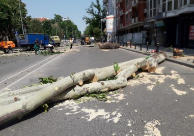 Отсичането на дърветата на бул Васил Априлов заради пробива под
