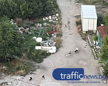 Неудобство, страх и безсънни нощи заради глутница кучета в ЖР „Тракия”