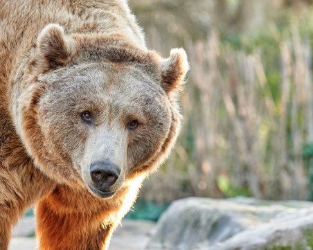 Мечката, която уби 26-годишен мъж в Италия, получи още една отсрочка от съда