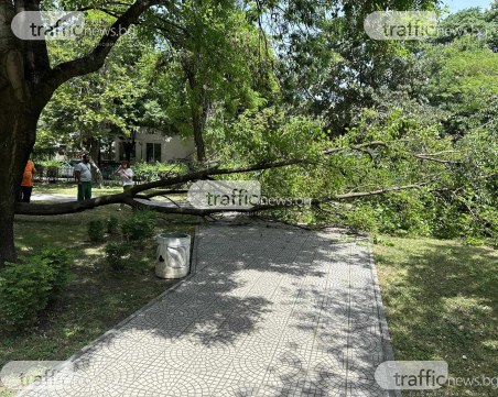 Огромно дърво се строполи върху алея в пловдивски парк