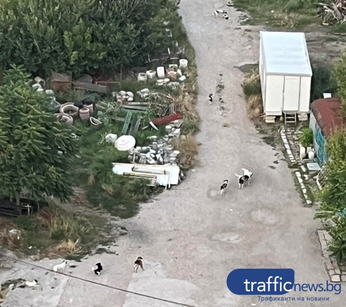 Неудобство, страх и безсънни нощи заради глутница кучета в ЖР „Тракия”