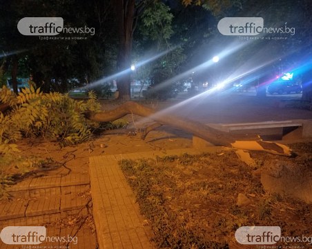 За пореден път! Клон падна върху пейки в Пловдив