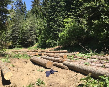 Незаконна сеч над Кричим: Роми изнасят дървета посред нощ