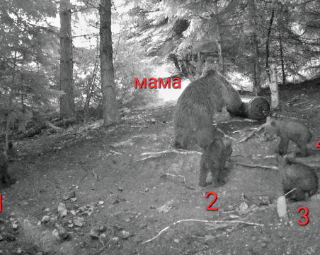 Край Чепеларе: Мечка роди четири малки мечета