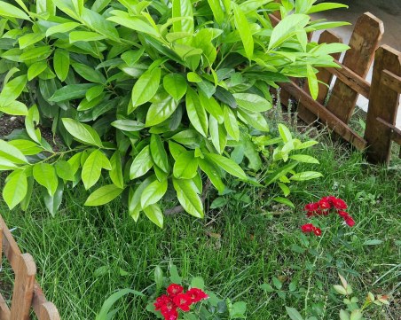 Костадин Димитров отличи Силвия Славова в „Цветен кът” 2023