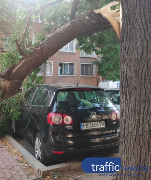 Клон се стовари върху кола на паркинг в Пловдив
