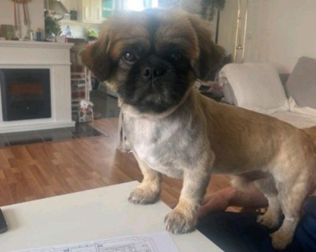 Откриха откраднатия в Пловдив Роки в Асеновград