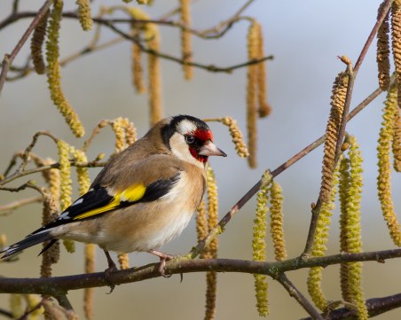 Полицията откри редки диви птици в частен имот в Перущица, уведомиха прокуратурата