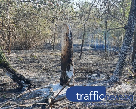 След пожара на Гребната: Спортуващите се върнаха по алеите, но гората още тлее